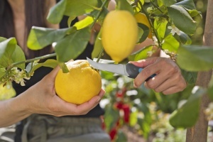 Cutit de Ergat Gardena VeggieCut din Otel Inoxidabil, 84 mm, cu Maner Antiderapant - Img 8
