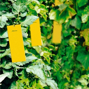 Placa adeziva pentru insecte AEROXON - 10 bucati, 10x25cm, fara pesticide - Img 2