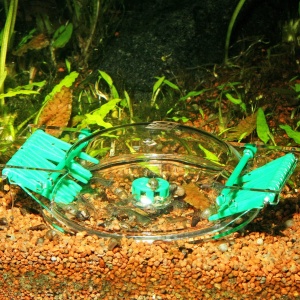 Capcana chimica pentru melci JBL LimCollect II, 11.7 x 9 cm, utilizare usoara - Img 6