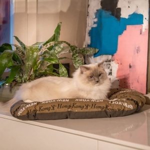 FERPLAST Pat pentru caini si pat pentru pisici - Mic - Lavabil - Perna pentru caini - Covoras pentru colibe custi si masina - Pufos - Relax - 55 x 36  - Img 3
