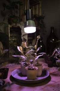 Lampa LED pentru plante Osram Star Grow T80, 20W, E27, lumina alba - Img 5