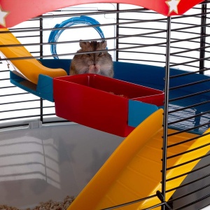 Cusca pentru hamsteri Ferplast cusca pentru rozatoare Circus Fun cusca pentru animale mici accesorii hamster incluse 50 x 34 x h 43 cm - Img 4