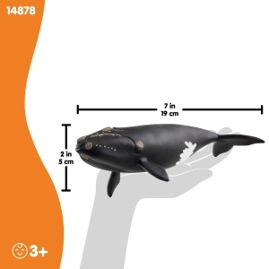 Figurina de colectie Schleich WILD Life - Nordatlantischer Glattwal 19 x 10 x 5 cm - Img 5