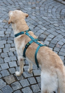 Kerbl Pet Panic Harness Miami benzina 25 mm 64-100cm - Img 4