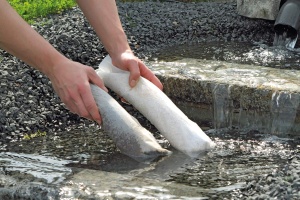 Legare Phosfat Oase AquaActiv PhosLess - 10.000 litri, 2 componente, eliminare metale grele - Img 3