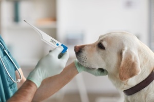 Termometru veterinar TFA Dostmann VET, rezistent la apa, pentru animale mari - Img 2