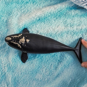 Figurina de colectie Schleich WILD Life - Nordatlantischer Glattwal 19 x 10 x 5 cm - Img 2