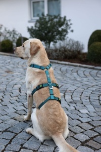 Kerbl Pet Panic Harness Miami benzina 25 mm 64-100cm - Img 5
