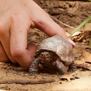 Figurina Razboinica din Plastic Schleich WILD LIFE - Broasca testoasa uriasa, 8 x 4 x 4 cm - Img 2
