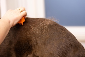 Perie pentru animale Wahl Rubber Sheddy Brush, cu dinti lungi, usoara si eficienta - Img 9