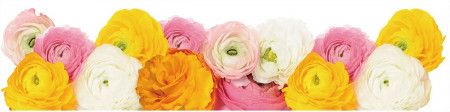 Sticker geam, orizontal - trandafiri colorati, 64 x 15 cm