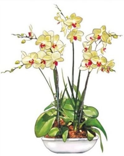 Sticker pentru geam, Orhidee alba in ghiveci, 36 x 27 cm