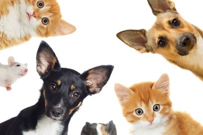 Petshop