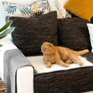 Protectie impotriva zgarieturilor pentru Pisici, 60x45 cm, Sisal, Multicolor, 45105.25.02 - Img 7