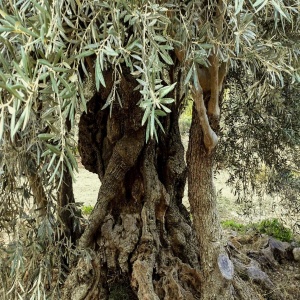 Ulei de masline cretan, Ultra Premium Authentic, Skoutari, Extravirgin, organic, bogat in polifenoli, 1000 ml, 521208SK3, RO-ECO-026 - Img 5
