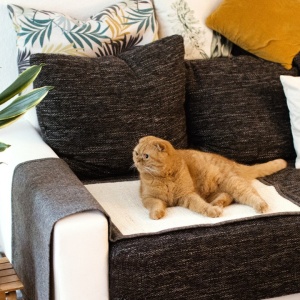 Protectie impotriva zgarieturilor pentru Pisici, 60x45 cm, Sisal, Gri, 45105.19.02 - Img 3