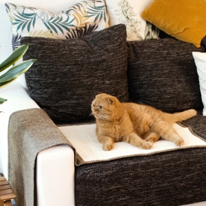 Protectie impotriva zgarieturilor pentru Pisici, 60x45 cm, Sisal, Maro, 45105.24.02 - Img 5