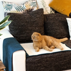 Set 2 x Protectie impotriva zgarieturilor pentru Pisici, 60x45 cm, Sisal, Albastru, 46354.04.17 - Img 4