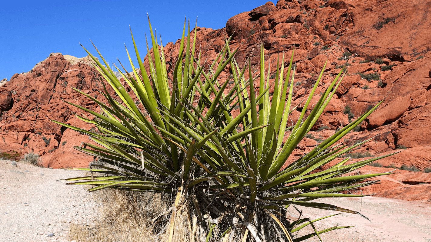 Yucca - de la plantă ornamentală la plantă medicinală