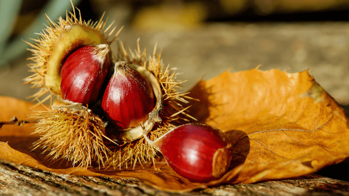 9 beneficii ale consumului de castane