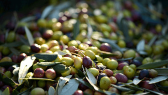Măslinele - gustul mediteranean plin de sănătate