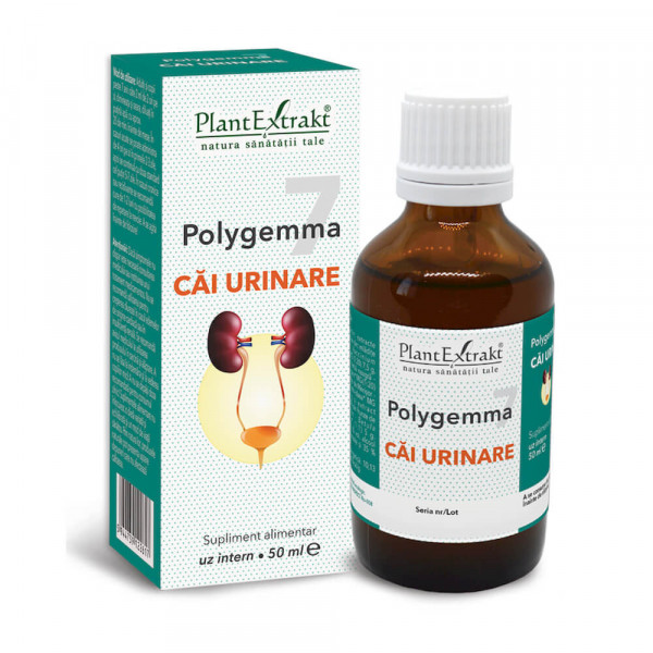 Polygemma nr. 7 - Cai urinare