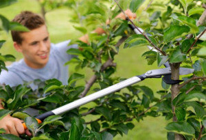 Makaze za grane LX99 FISKARS - Img 2