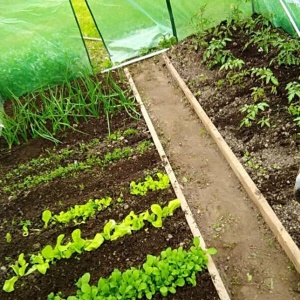 Plastenik zeleni 3x2x2m Garden Line - Img 2