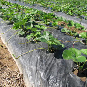 Malč folija za jagode (sivo-crna) 1.2m x 1000m 30mic - dvoredna - Img 5