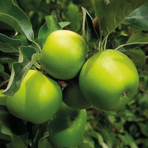 Sadnica jabuka Granny Smith 5kom. Floris