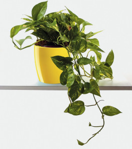 Saksija RIO baby green 29x27cm DiMartino - Img 3