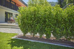 Kap po kap set za navodnjavanje žive ograde 25m GARDENA - Img 3