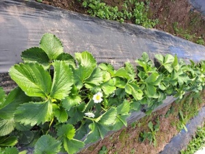 Malč folija za jagode 1.2m x 50m 30mic - dvoredna 30x30 POLLINO PLAST - Img 2