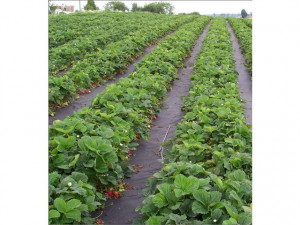 Agrotekstil folija - prostirka za zemlju 1.4 x 100m (100g) - Img 2