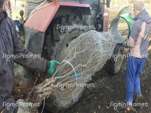 Levak za pakovanje sadnica i jelki 45cm - Img 3