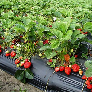 Malč folija za jagode 1.2m x 1000m 30mic - dvoredna - Img 4