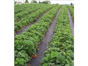 Agrotekstil folija - prostirka za zemlju 2.1 x 100m (100g) - Img 2