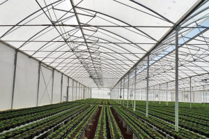 Folija za plastenike TUV 3781 180mic - širina 16m KRITIS - Img 4