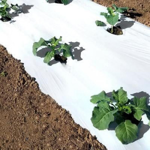 Malč folija za jagode (crno-bela) 1.2m x 1000m 30mic - dvoredna - Img 1