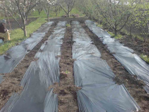 Malč folija 1m x 100m 20mic Dolomite - Img 2
