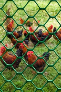 Mreža za piliće - kokošinjce 0.90x25m PVC - Img 4