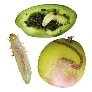 Lepljive ploče za insekte bele 24x17cm - 10kom. Plantella - Img 3