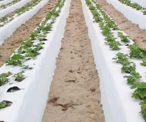 Malč folija za jagode (crno-bela) 1.2m x 1000m 30mic - dvoredna - Img 3