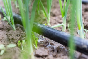 PE voćarsko crevo za navodnjavanje 16mm - 100m Polly Round Pipe POLLINO PLAST - Img 3