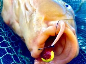 Boilies Double Boom Squid Capsună 15mm MG9592 - Img 3