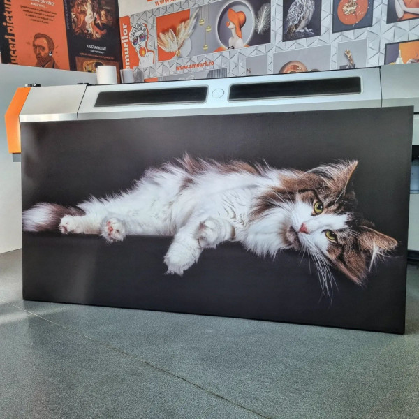 Tablou Canvas Pisica La Relaxare Pe Canapea cu Fundal Negru CAT48 - Img 3