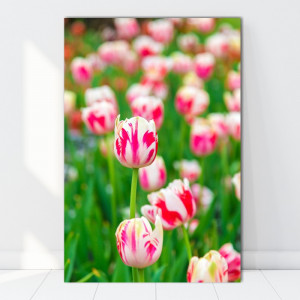 Tablou Canvas Lalele Alb-Roz AAG60