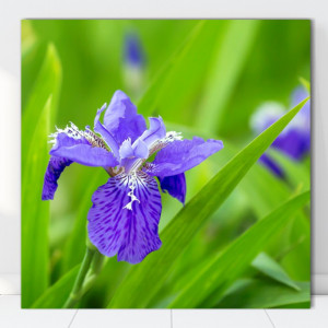 Tablou Canvas Iris Versicolor AAG11