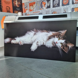 Tablou Canvas Pisica La Relaxare Pe Canapea cu Fundal Negru CAT48 - Img 3
