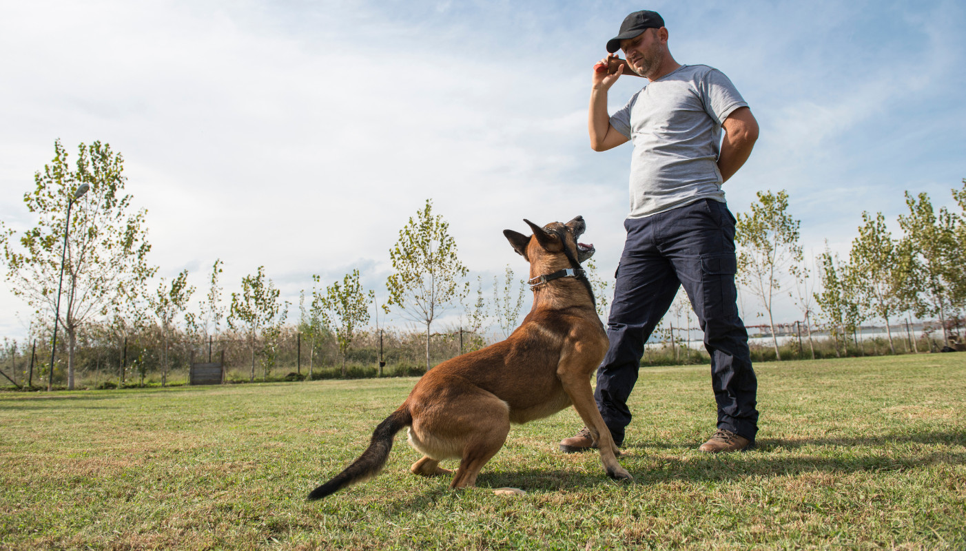 7 Mituri despre dresajul canin